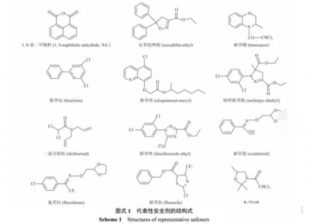 药害|除草剂对作物的药害以及除草剂安全剂的使用！