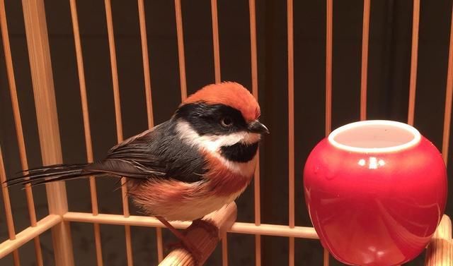  小熊猫|鸟界中的“国宝”！这样的小熊猫你见过吗？