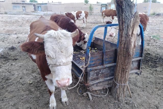 10头牛一年利润多少?3个品种3种算法,来