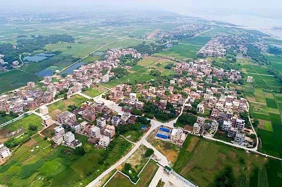  湛江市坡头区摄影协|映日荷花醉「乾塘」