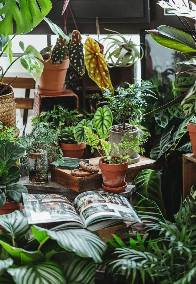  吊钟|她们的家，美得很让人种草