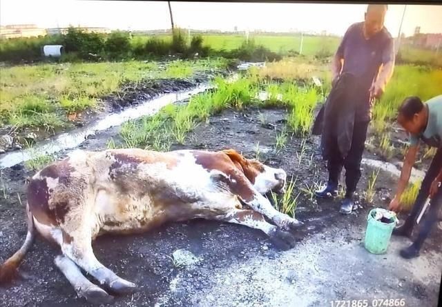  屠宰场|虎林屠宰场里黄牛追人死顶 民警用枪及时处置