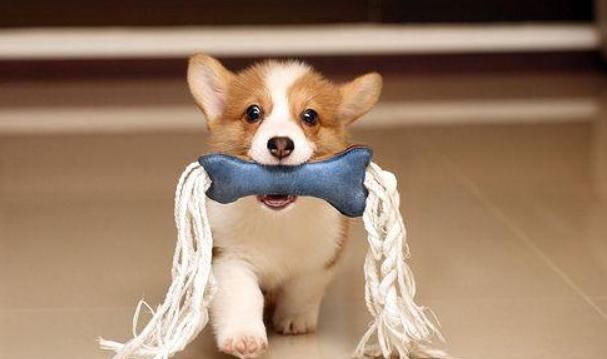  留心|狗狗人，您已走到人生十字路口，明天开始要“留心”了！