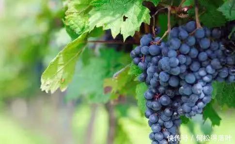 烤地瓜|秋天,你看起来真的很好吃!