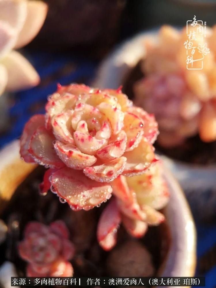 血放|多肉让你把血放，文玩掏空你家当，你要在哪个坑里乘风破浪？