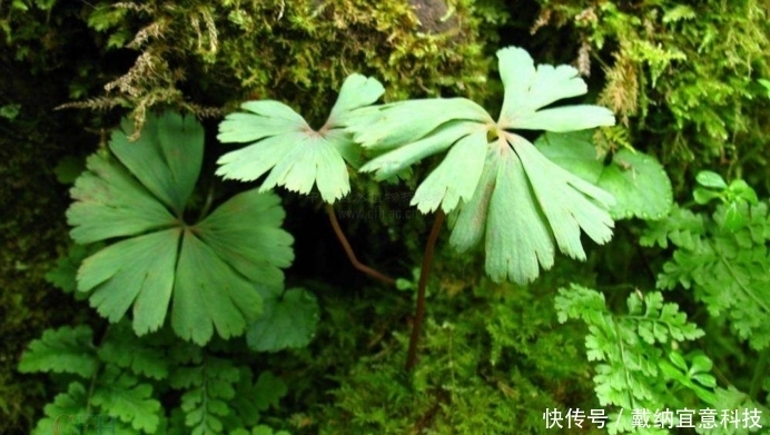  发现|活了6700万年的独叶草，民间传言其为“神药”，如今已成濒危植物