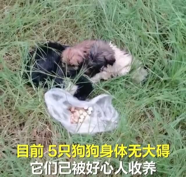  民警|流浪狗妈妈不顾民警阻拦，洪水中游百米救子，结局太催泪