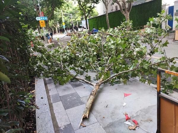  移走|狂风暴雨刮断3米长行道树枝 相关部门及时移走