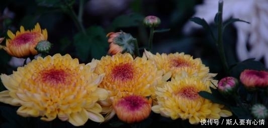 必中|中秋节,时来运转,横财砸身,逢奖必中,钞票堆成山的生肖