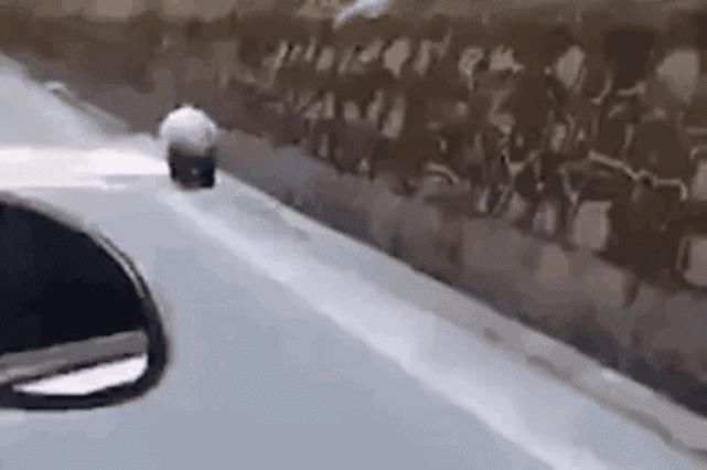  瞒不住|完了！雅安遍地大熊猫的事瞒不住了