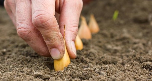  蔬菜|露地蔬菜生产的田间管理技术，你了解多少，不妨看看