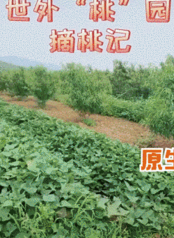  出游|章子怡晒出游照 九张照片亲闺女出镜五张 继女出镜一张还靠边站