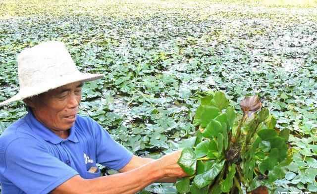  外国|池塘里长的这东西在外国是祸害, 国内却是宝, 不仅补钙而且还美容