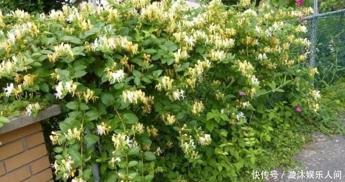  植物|养爬藤植物就养这5种，能赏花还能食用！