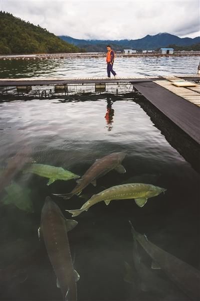 创造|这群科研人创造出世界销量第一的鱼子酱品牌