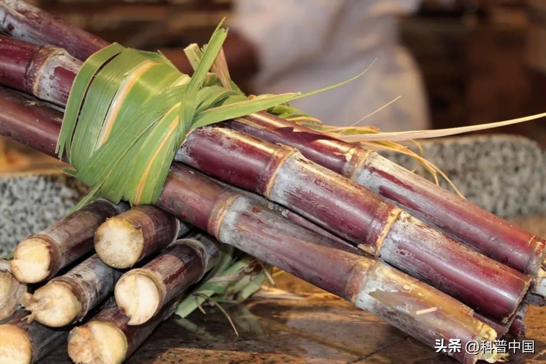 甘蔗出现什么状况就不能吃了(当心！春季吃甘蔗，严重会要命！为啥这种甘蔗不能吃？)