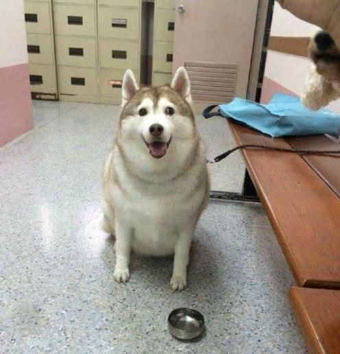  好养|二哈寄养奶奶家，铲屎官去领狗时笑了，奶奶：笑什么比孙子都好养