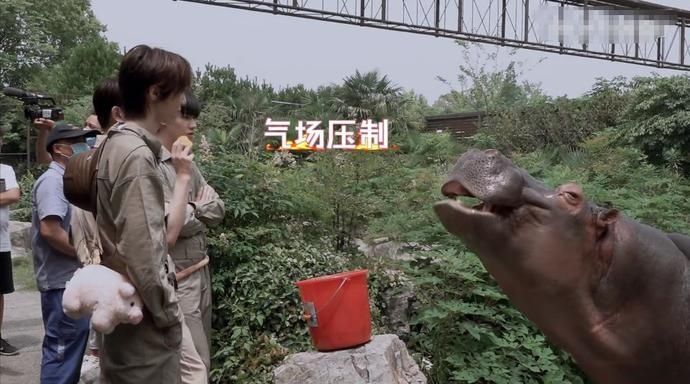  吓到|R1SE小团综：何洛洛给羊驼剪毛吓到周震南，任豪气场压制河马