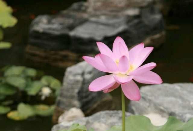  美的|那是一段至美的情感，将随我离去而消失于世界