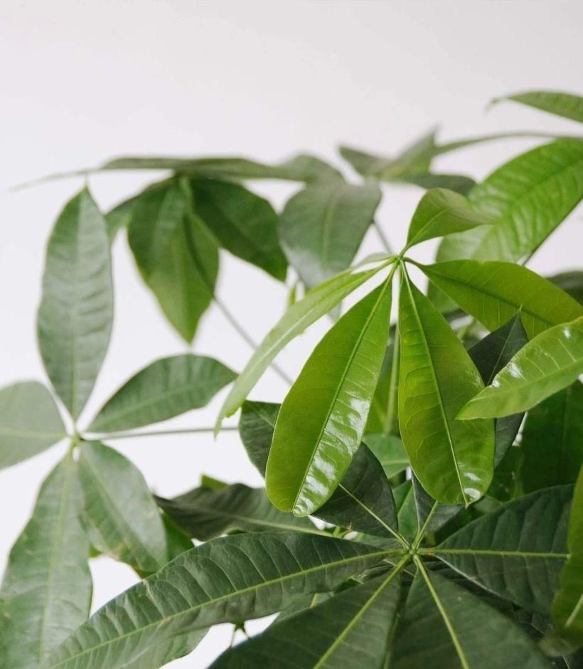  种子|了解发财树那脆弱的根，发现它很容易烂根，但我有解决方法