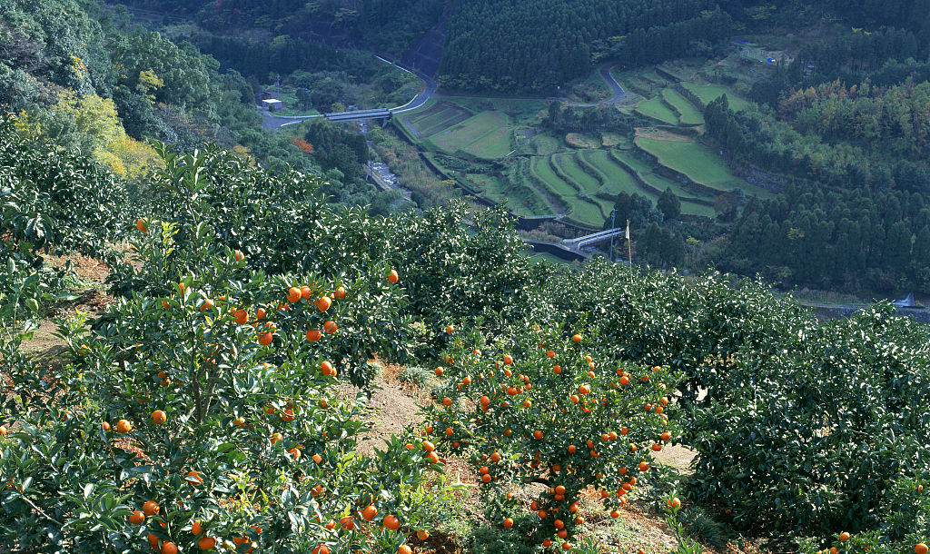  平地果园|果园怎么除草是难题，掌握3种类型的果园除草方法，轻松解决