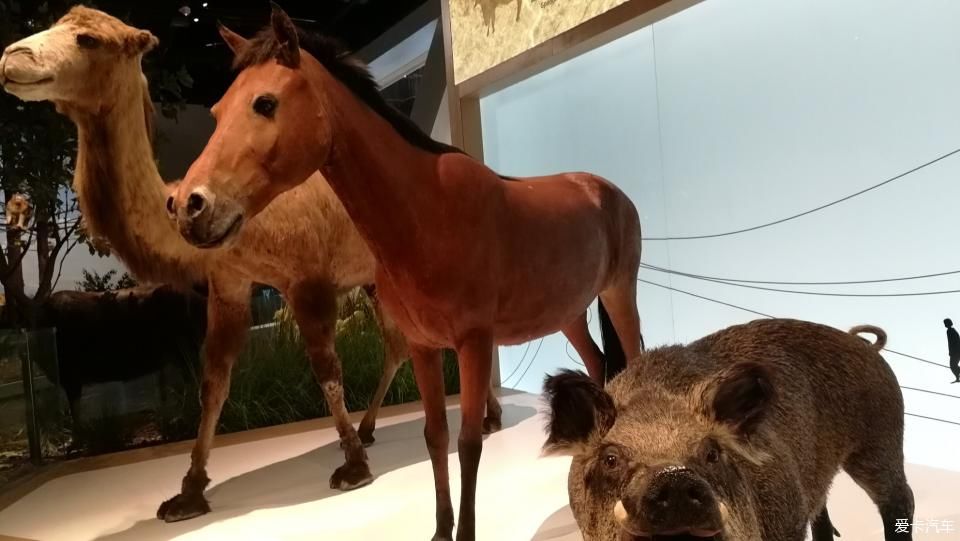  孩子|周末闲暇时光带着孩子打卡成都博物馆