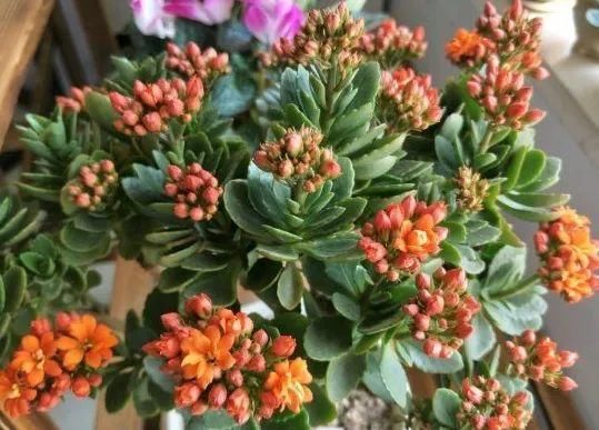 养成|最大的长寿老桩,7年时间,养成盆景!