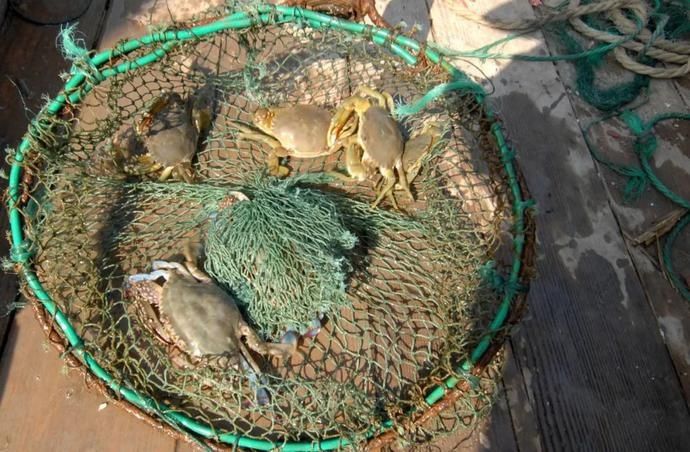  鲜味|鲜味回归！别流口水！宁波养殖梭子蟹夏捕开始啦