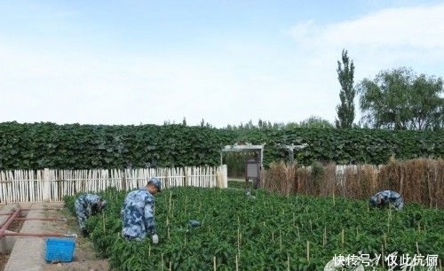 拼搏|“沙漠的脊梁”,你们拼搏的样子真帅!