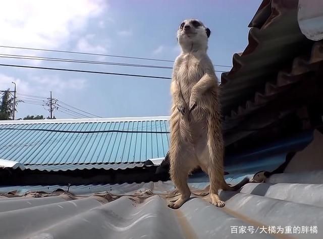  对猫鼬|猫鼬老爱捣乱，却怕主人用“亲吻”惩罚它，对门发呆时猫咪准会来