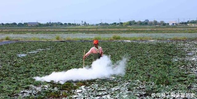  消毒|生石灰消毒杀菌效果好，成本低，不过很多农民用错了！