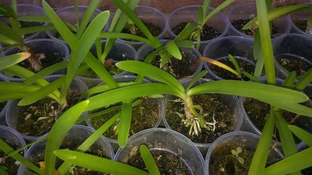  好养|夏天暴晒会晒伤叶子的百子莲，和朱顶红一样好养，开花时就太美了