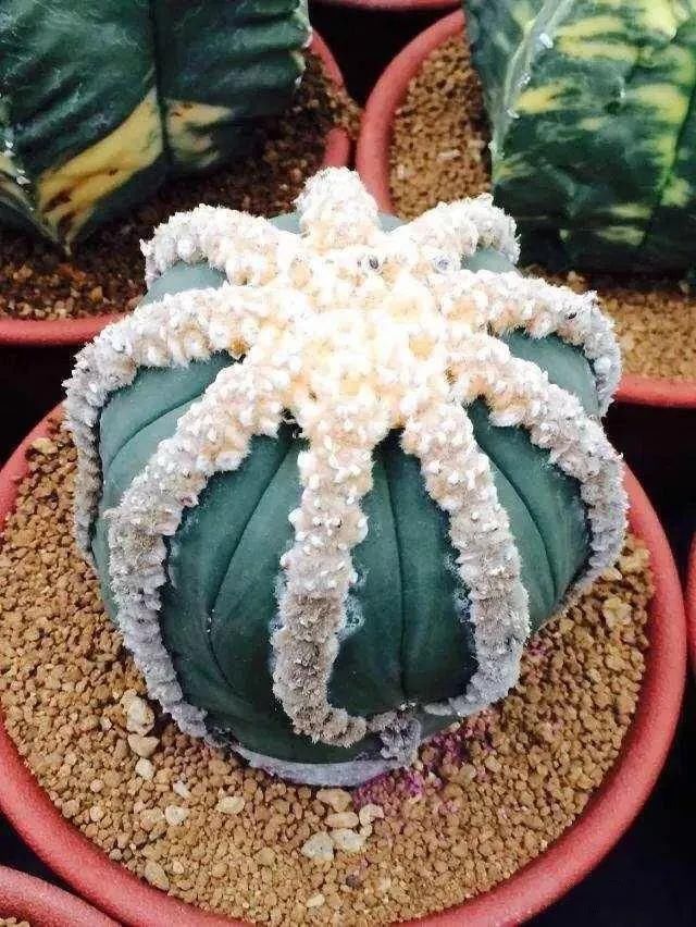  人养|每个人养肉人都应该学会鉴赏“兜”