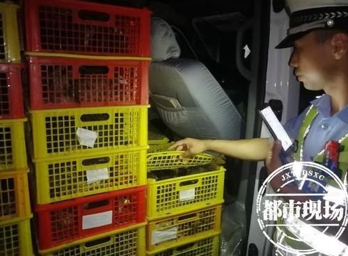  装载|违规装载千只孔雀苗！驾驶员竟欲塞钱给民警：“我这是茶叶鸡”