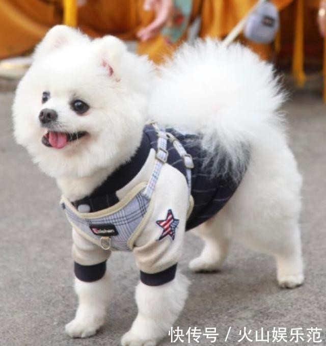 不配|研究生借宿朋友家把狗虐成重伤！女主哭诉：你不配接受教育！