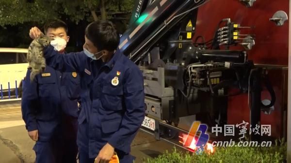 下不来|树上下不来、爬出窗外、车内被困…这3起出警都与孩子有关