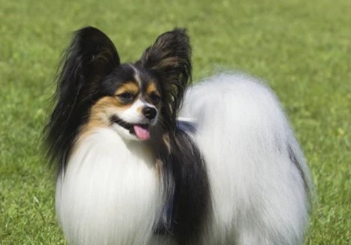 哈希娱乐- 哈希游戏平台- 哈希游戏官方网站麒麟警方倡议：文明养犬从我做起！