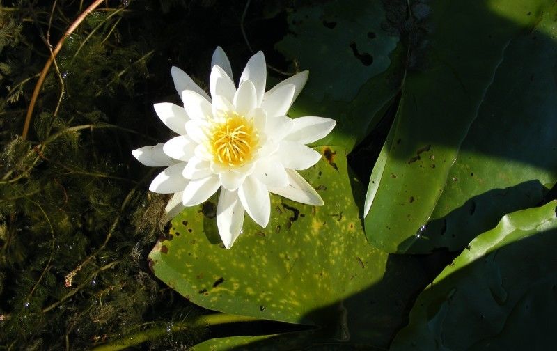  财路|8月开始出门有喜事，好运如虹，财路顺畅日进斗金的四大生肖