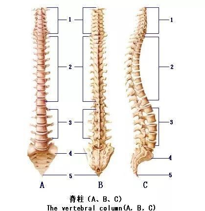  神经|老年人走走停停，走不了远路是为什么？可能是神经通道“堵”了！