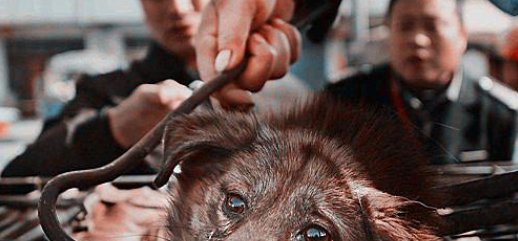  孩子|狗妈妈复仇记，孩子惨遭杀害，放弃投胎也要报今世之仇