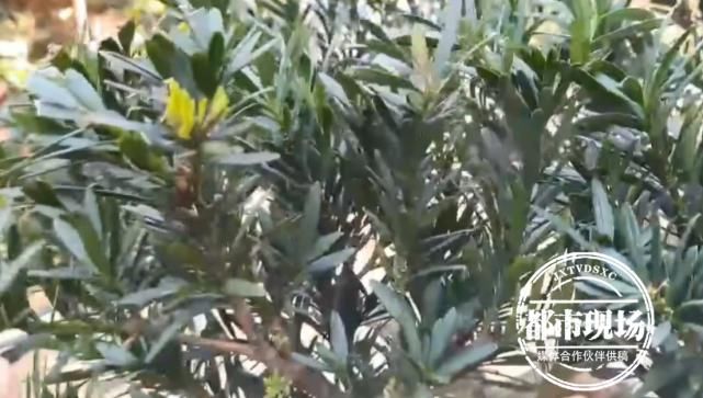 年后|看到邻居家植物长得好看，男子深夜盗挖种自家别墅，2年后落网