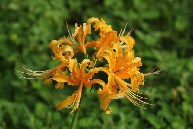  同步|美成梦中幻境！杭州这种花进入盛花期，2020植物园石蒜花展同步开启