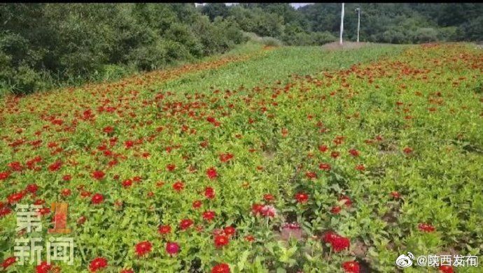 景观|延安黄龙：公路花带成为独特景观