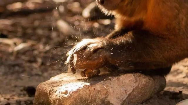  考古学家|巴西猴子已学会使用石器，考古学家认为已进入“石器时代”