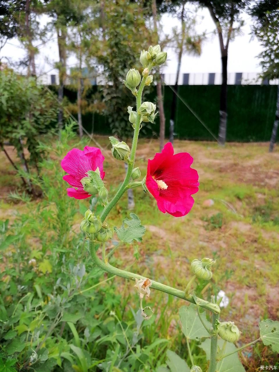 蜀葵|盛夏赏蜀葵，观花心情爽！