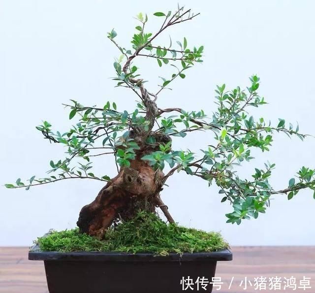 保平安|聪明人爱养这八种“守家树”,护宅吉祥保平安,养好了都是传家宝