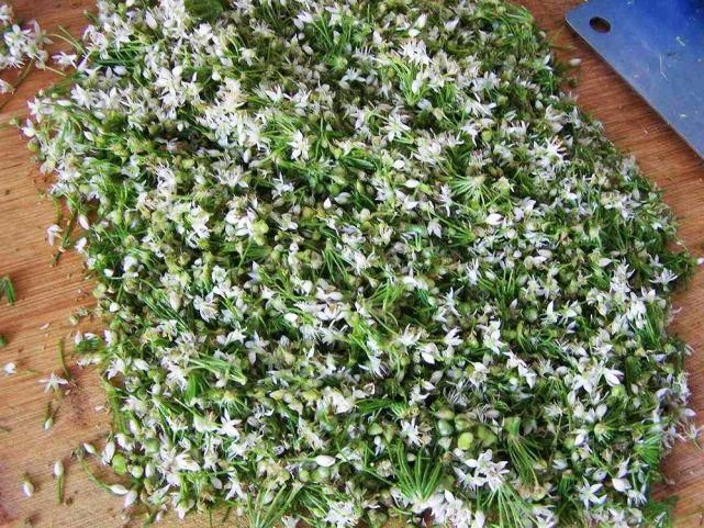  腌制|一到9月很多人采摘它，腌制一坛够吃半年，香味扑鼻南北方都爱吃