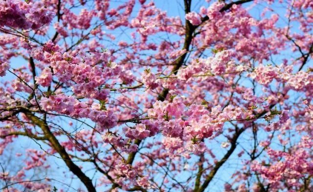  朋友们|十二生肖：气场强大的4个生肖，干什么都特别有信服力，是你吗？