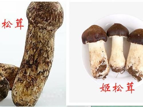 不忍心|看到好朋友晒出来的“松茸”，真的不忍心告诉他：你被骗了