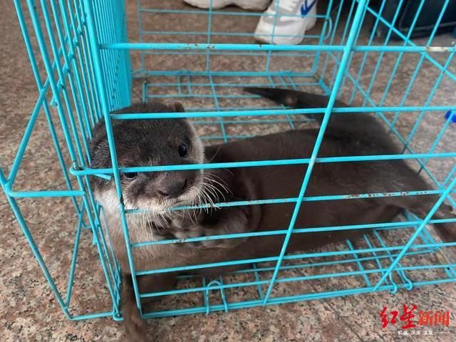  抓获|四川泸州警方破获跨省野生动物买卖案，解救水獭猕猴等多只国家保护动物